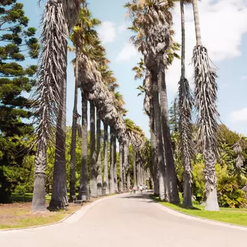 Sunlight breaking through the lush greenery and palm trees in the Botanical Garden of Lisbon, Portugal.