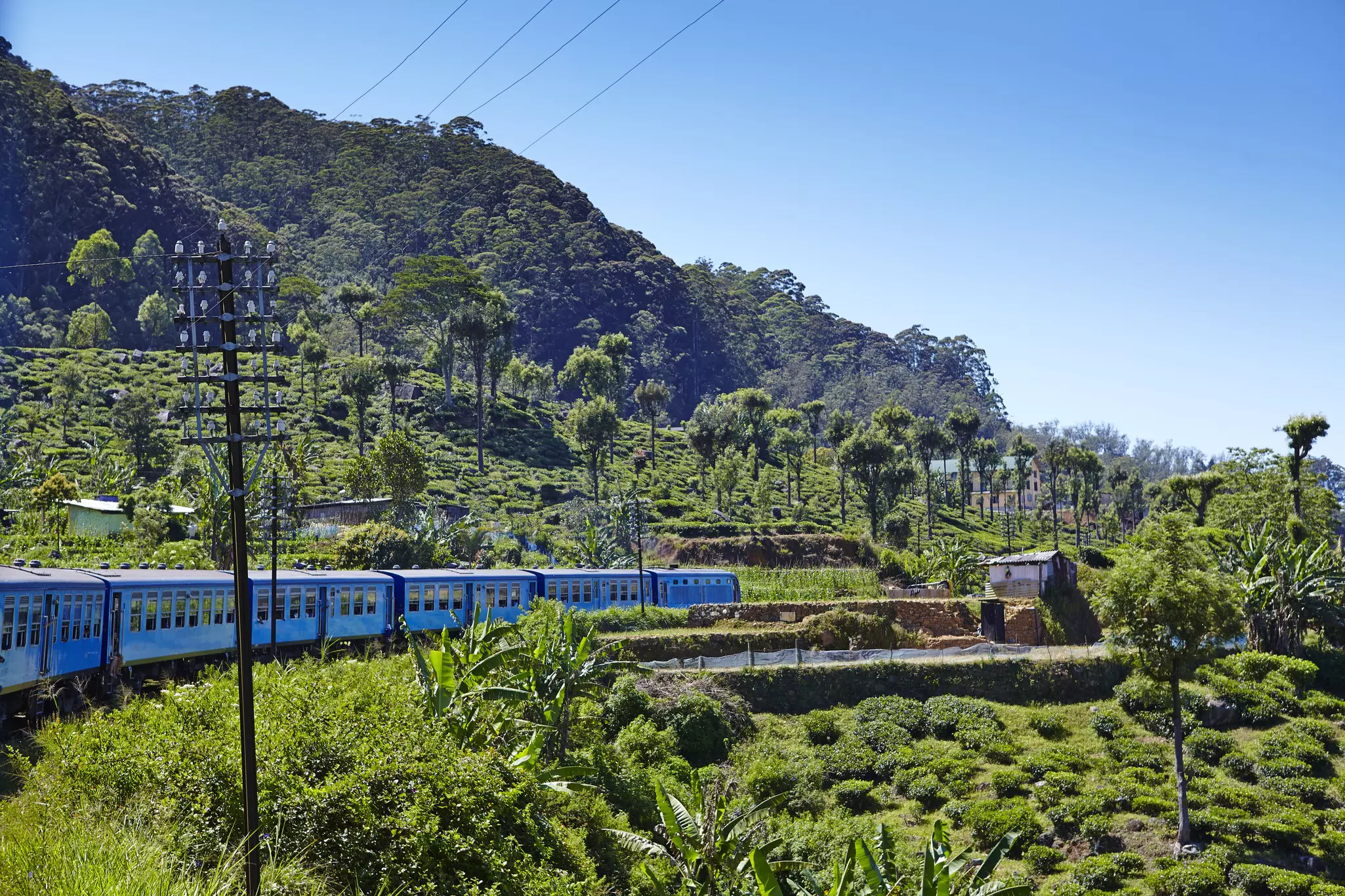 A blue train passes through lush green tea estates in Sri Lanka.