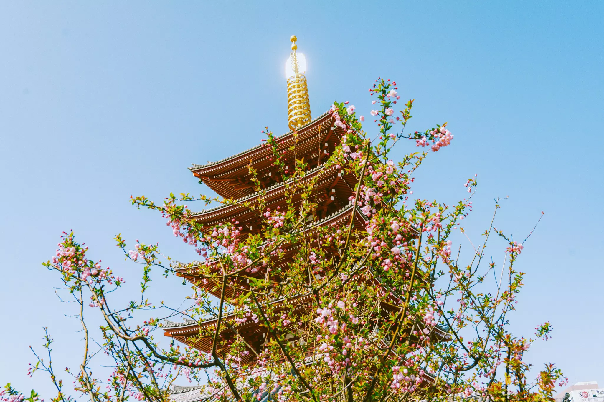 A pagoda at a temple with cherry blossoms in the foreground