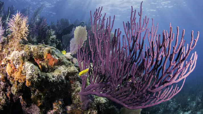 Colorful coral with blue water background and sun rays shining through the surface in Key Largo, Florida