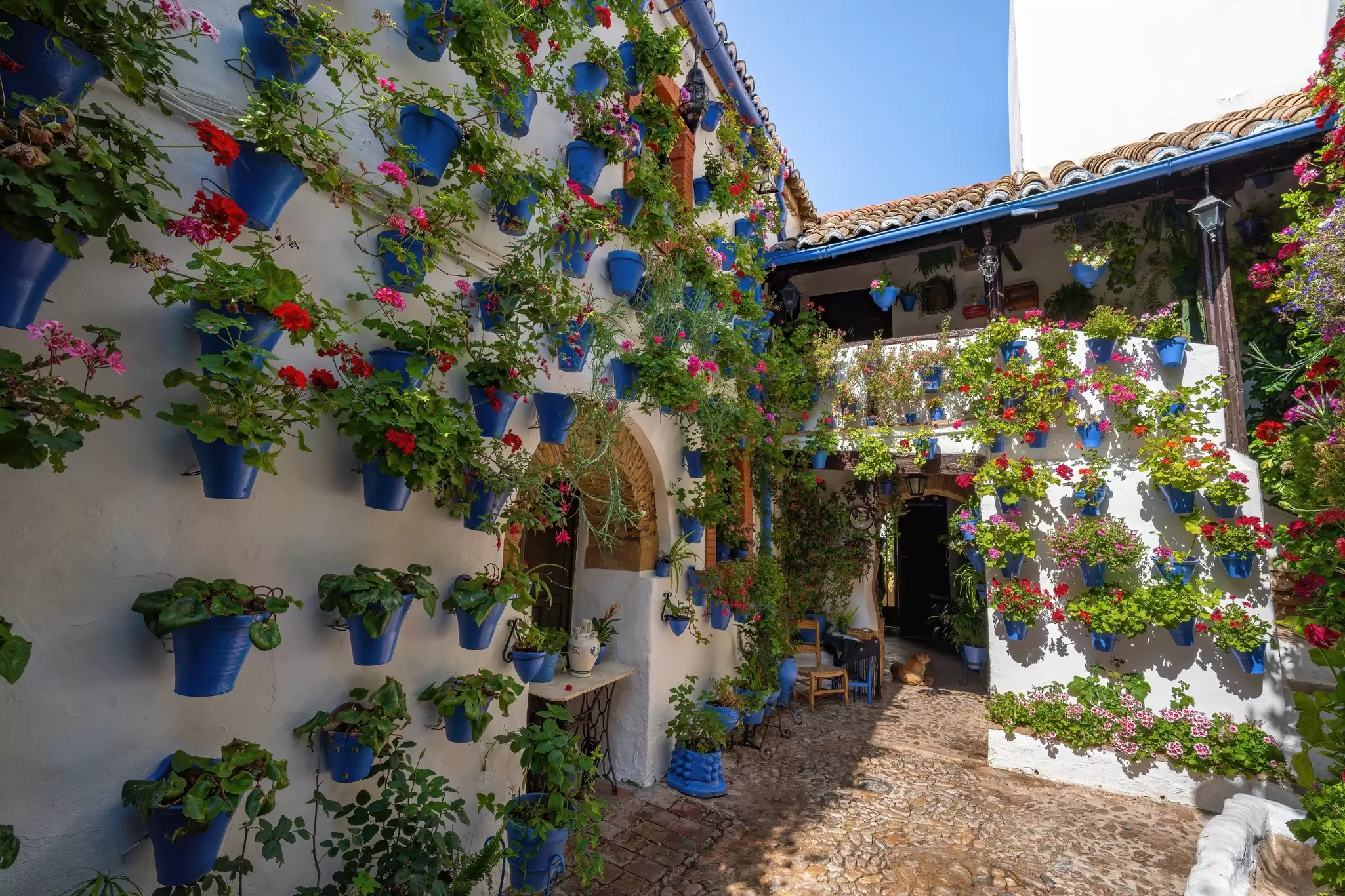 A whitewashed home with blue pots hanging on the facade filled with green plants with red flowers