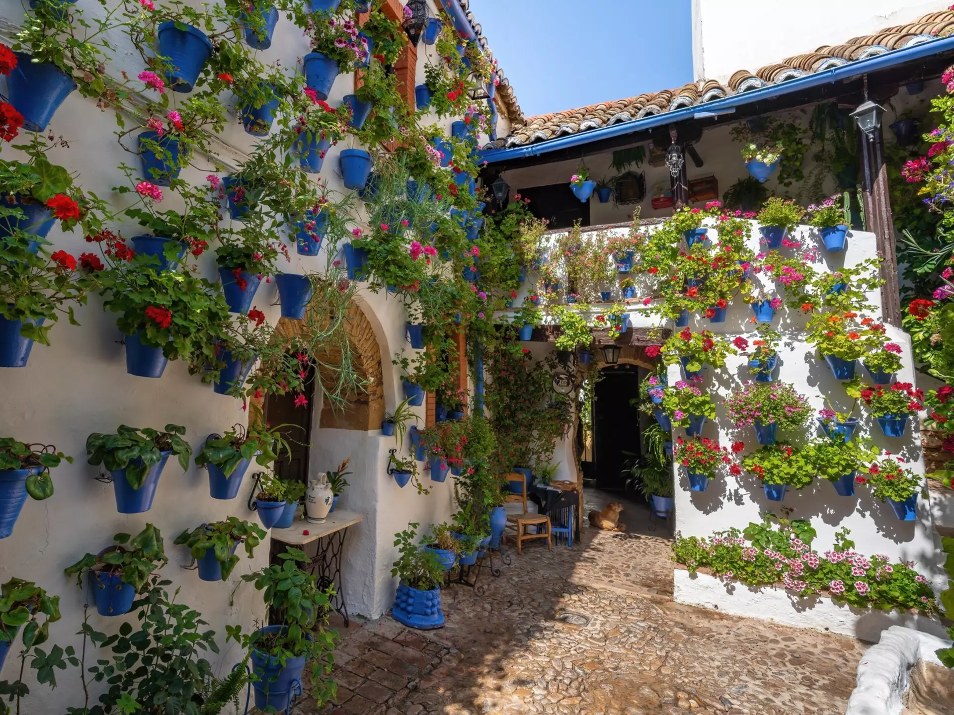 A whitewashed home with blue pots hanging on the facade filled with green plants with red flowers