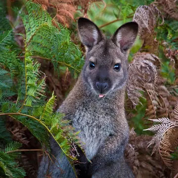Bennett's Wallaby hiding among bracken ferns in Tasmania. .