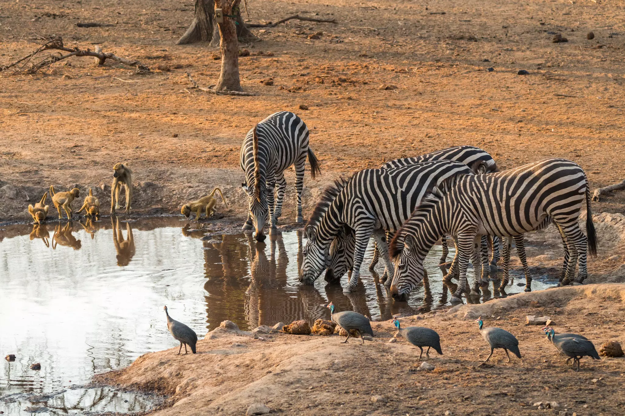 Support a conservation success story at Malawi's Majete Wildlife Reserve © mhenrion / Shutterstock