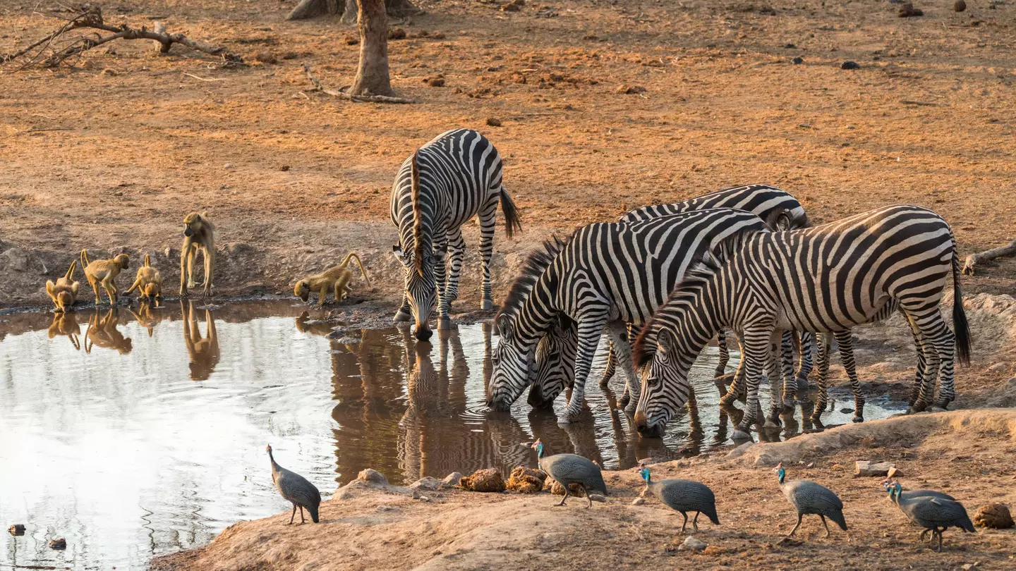 As the dry season sets in, animals congregate by watering holes, making for memorable photo safaris © mhenrion / Shutterstock