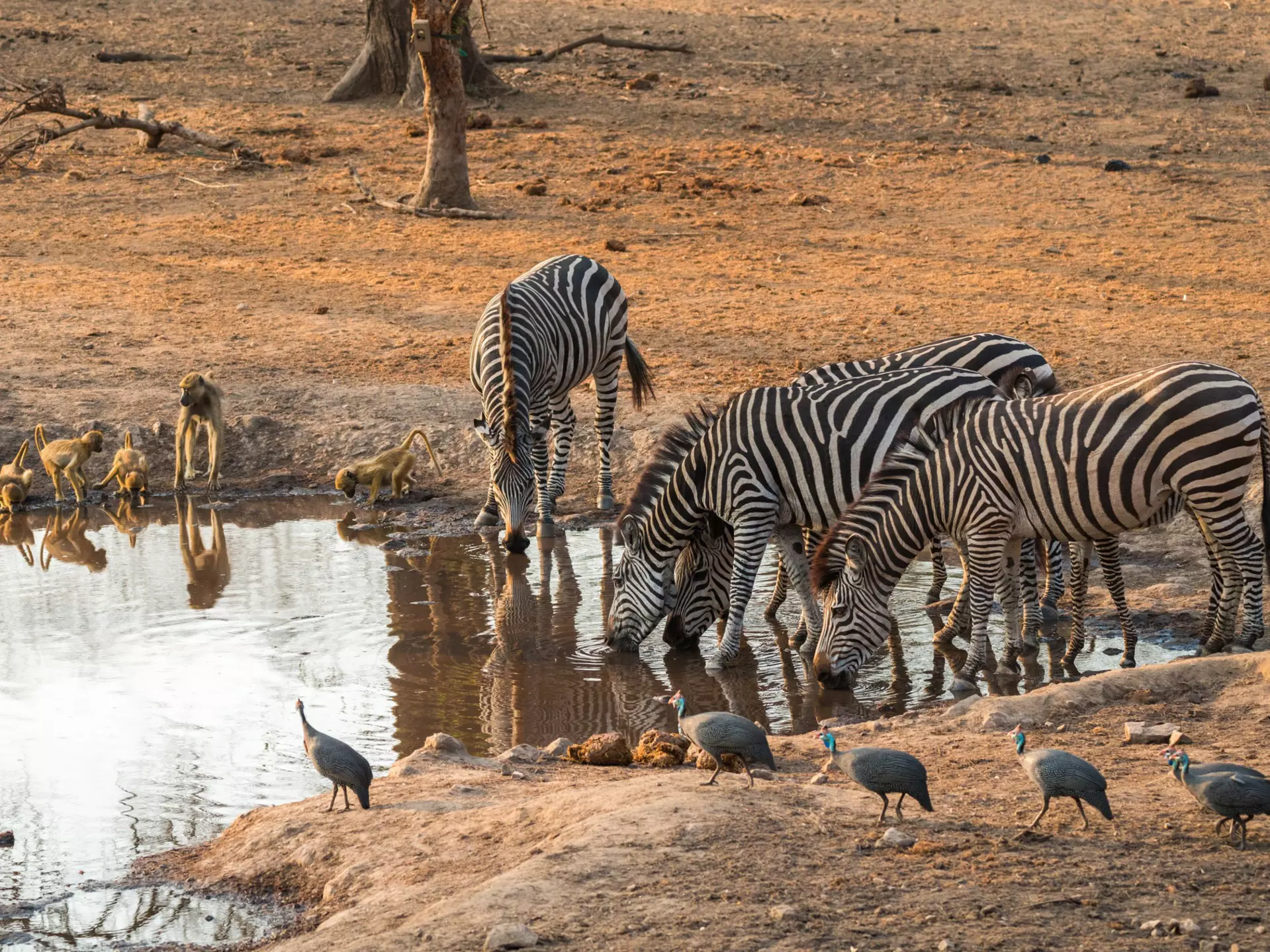 As the dry season sets in, animals congregate by watering holes, making for memorable photo safaris © mhenrion / Shutterstock