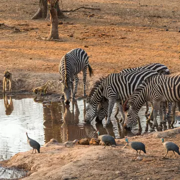 As the dry season sets in, animals congregate by watering holes, making for memorable photo safaris © mhenrion / Shutterstock