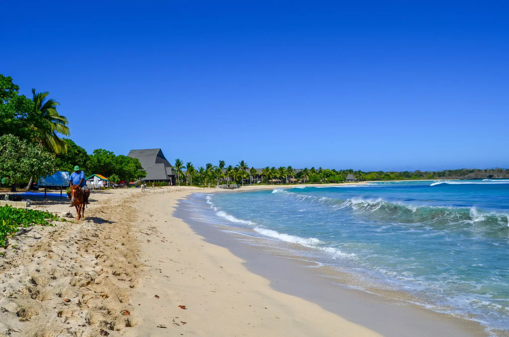 A man rides a horse down a beach with palm trees in the background