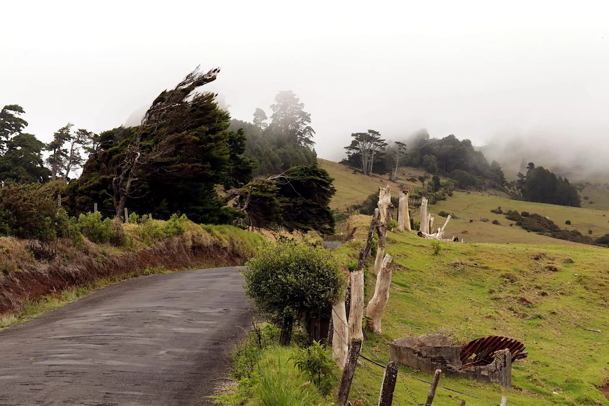 Paved pathway on a foggy day with windswept pines to the left and in the distance, plus a rustic fence and hills to the right.