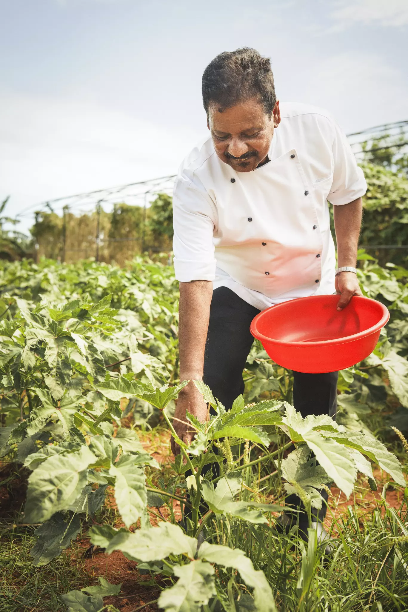 A chef picks fresh produce in the kitchen garden of Thinnai Organic Farm. ©Jonathon Stokes/Lonely Planet