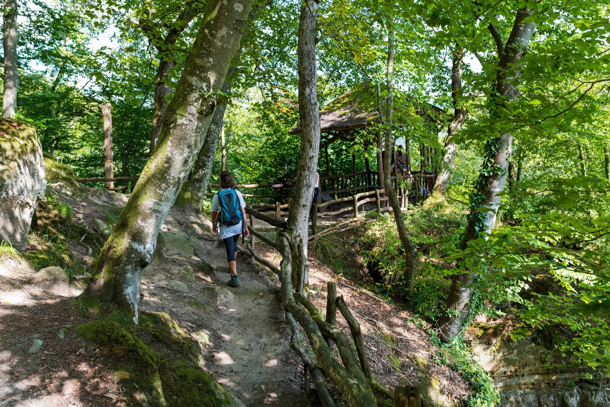 A female hiker is seen from behind walking on a slope through a forest