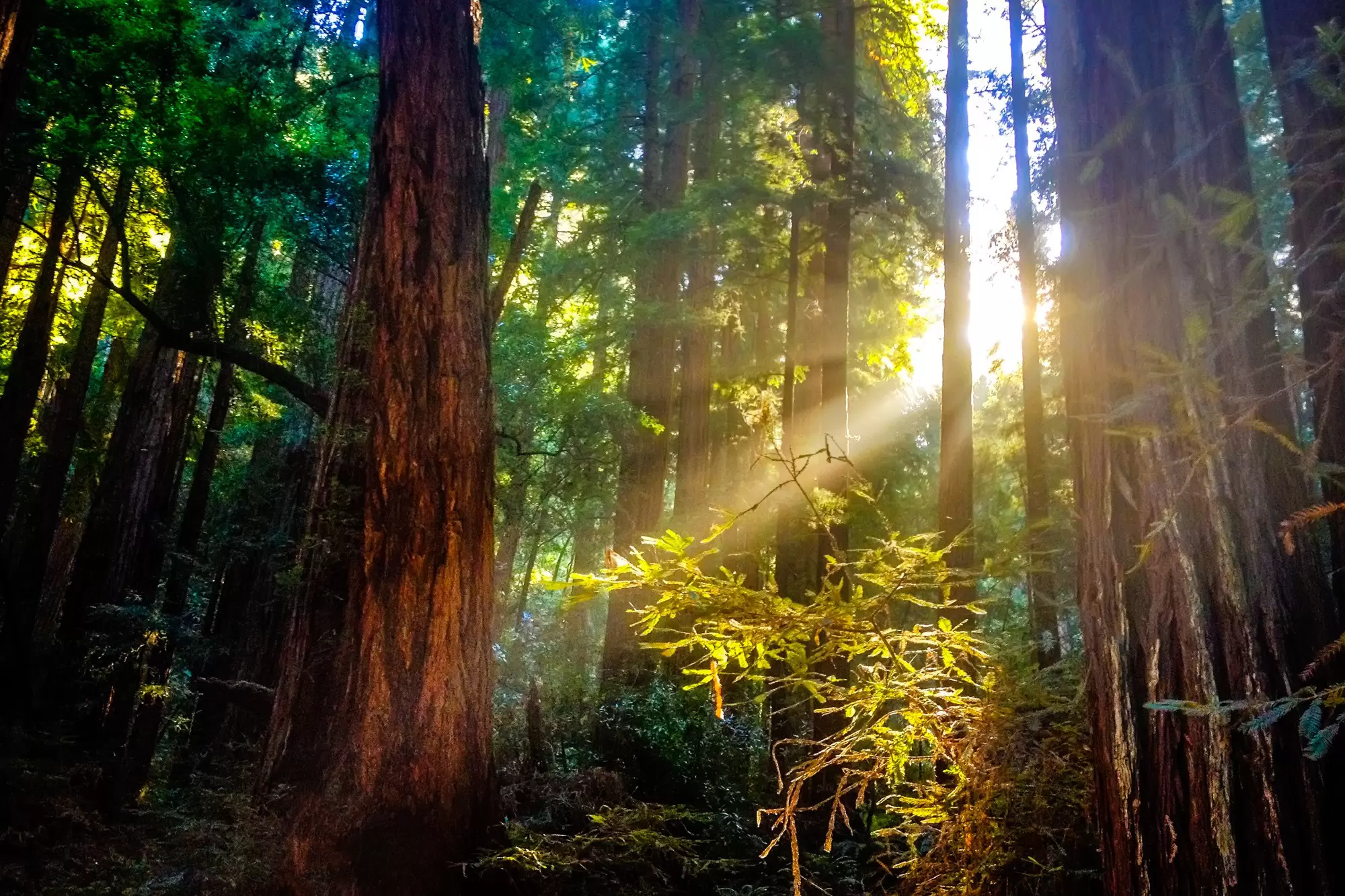Muir Woods