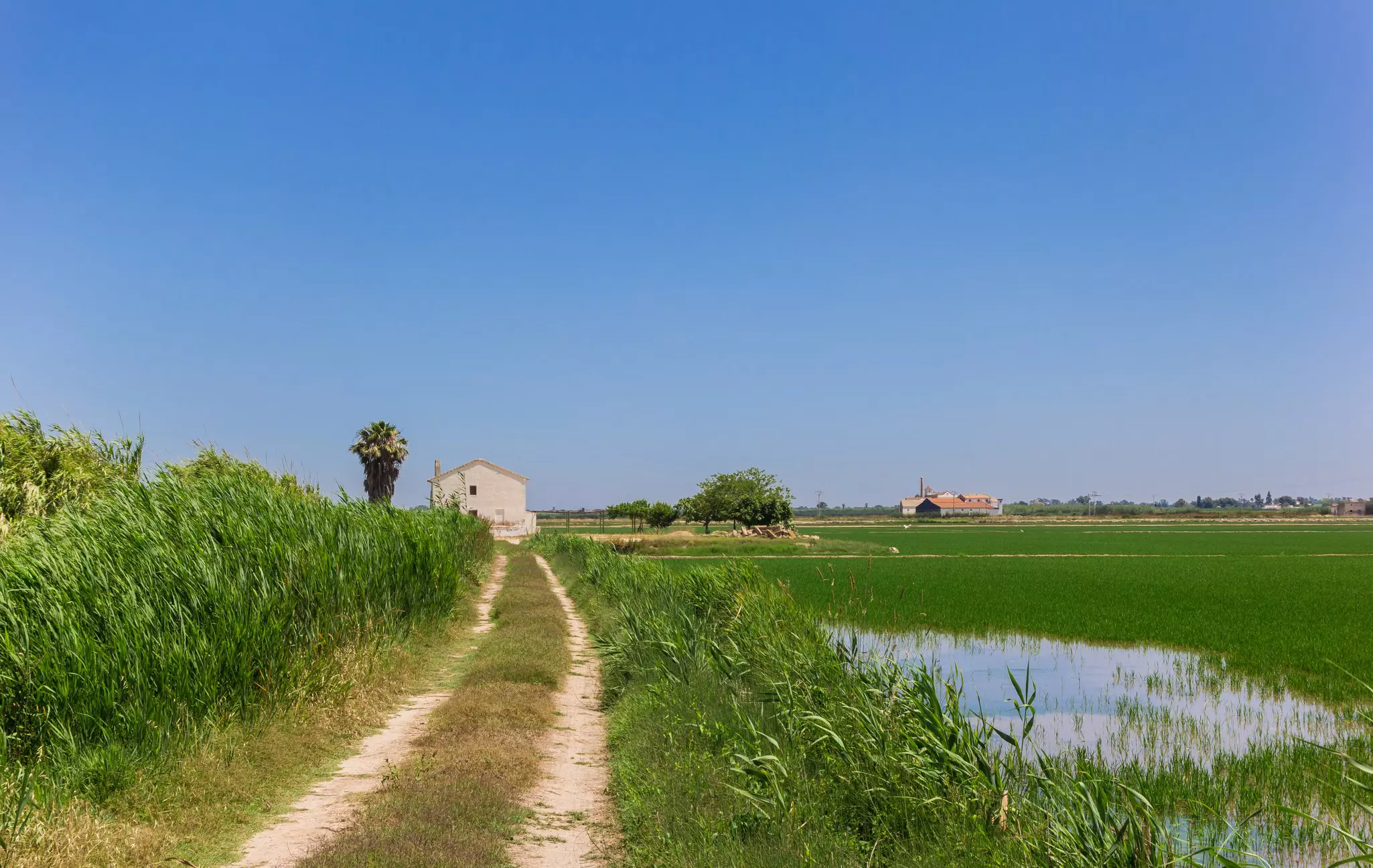 Rice paddies in La Albufera, Valencia, Spain. 