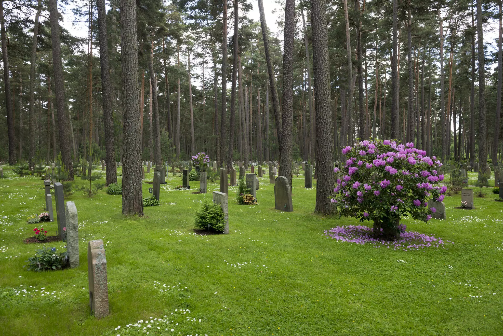 Varied gravestones among a forest of tall trees in Skogskyrkogården, Stockholm.