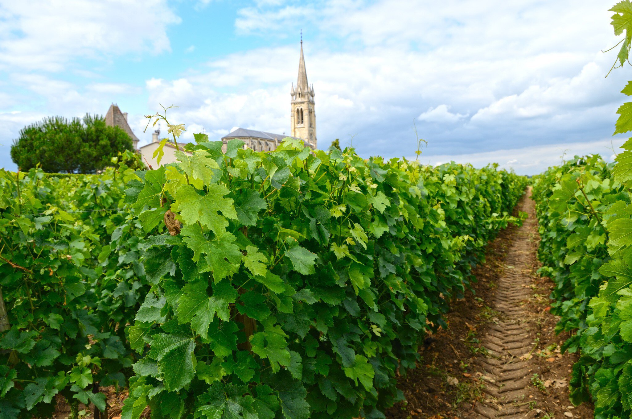 Vineyard in the Berdeaux region in France, with a church tower on the horizon.