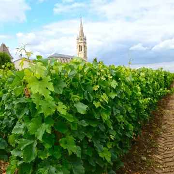 Vineyard in the Berdeaux region in France, with a church tower on the horizon.