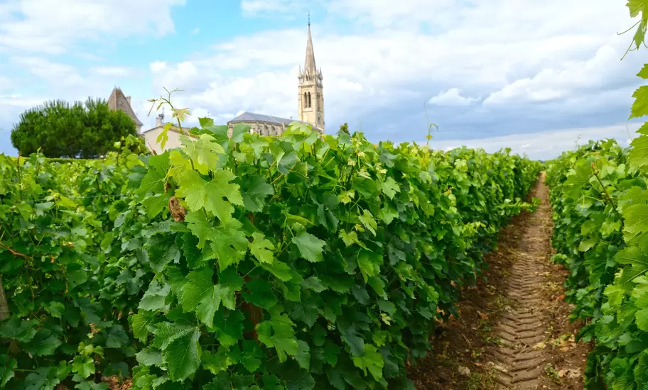 Vineyard in the Berdeaux region in France, with a church tower on the horizon.