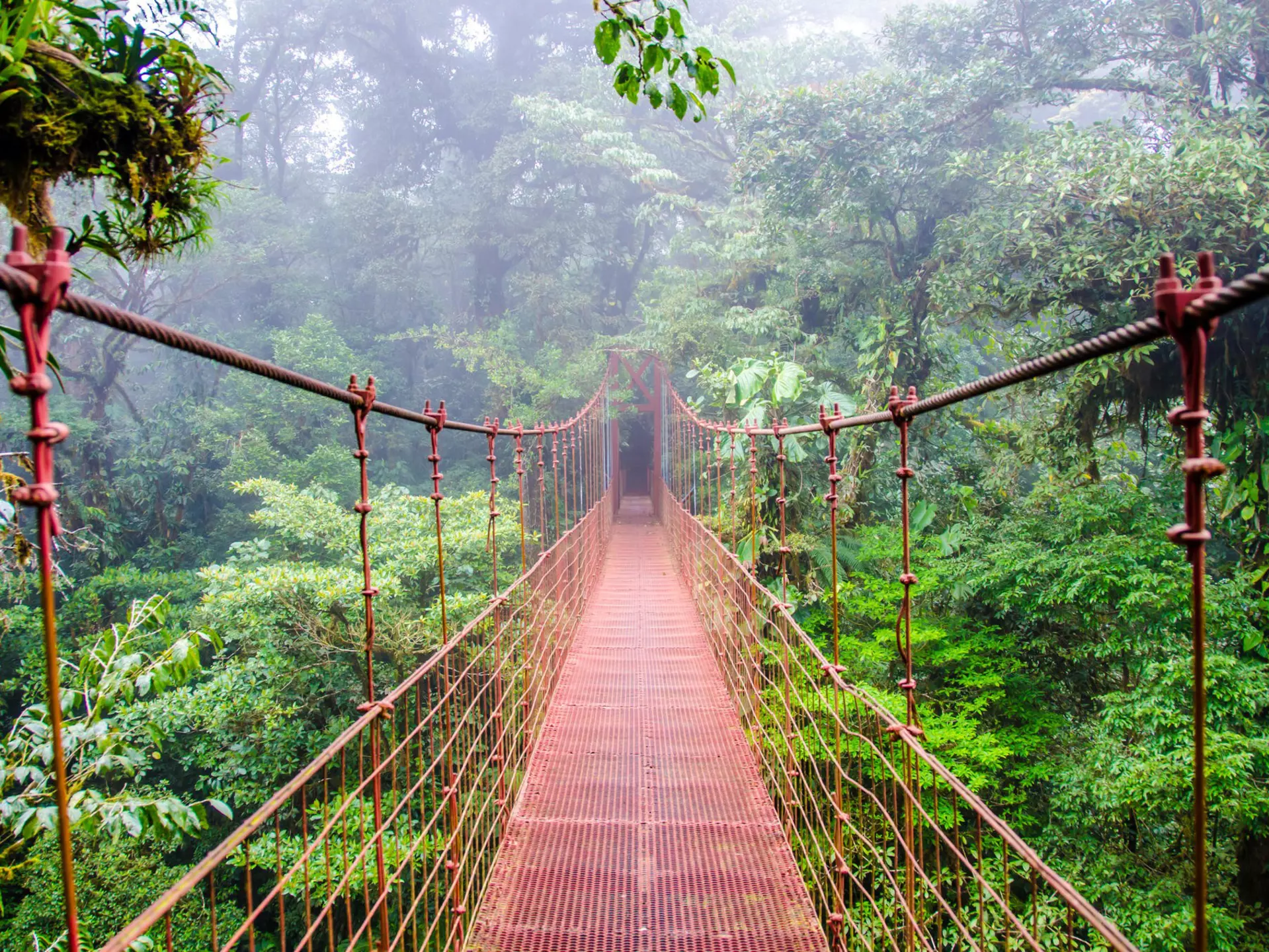 Bridge in Rainforest - Costa Rica - Monteverde