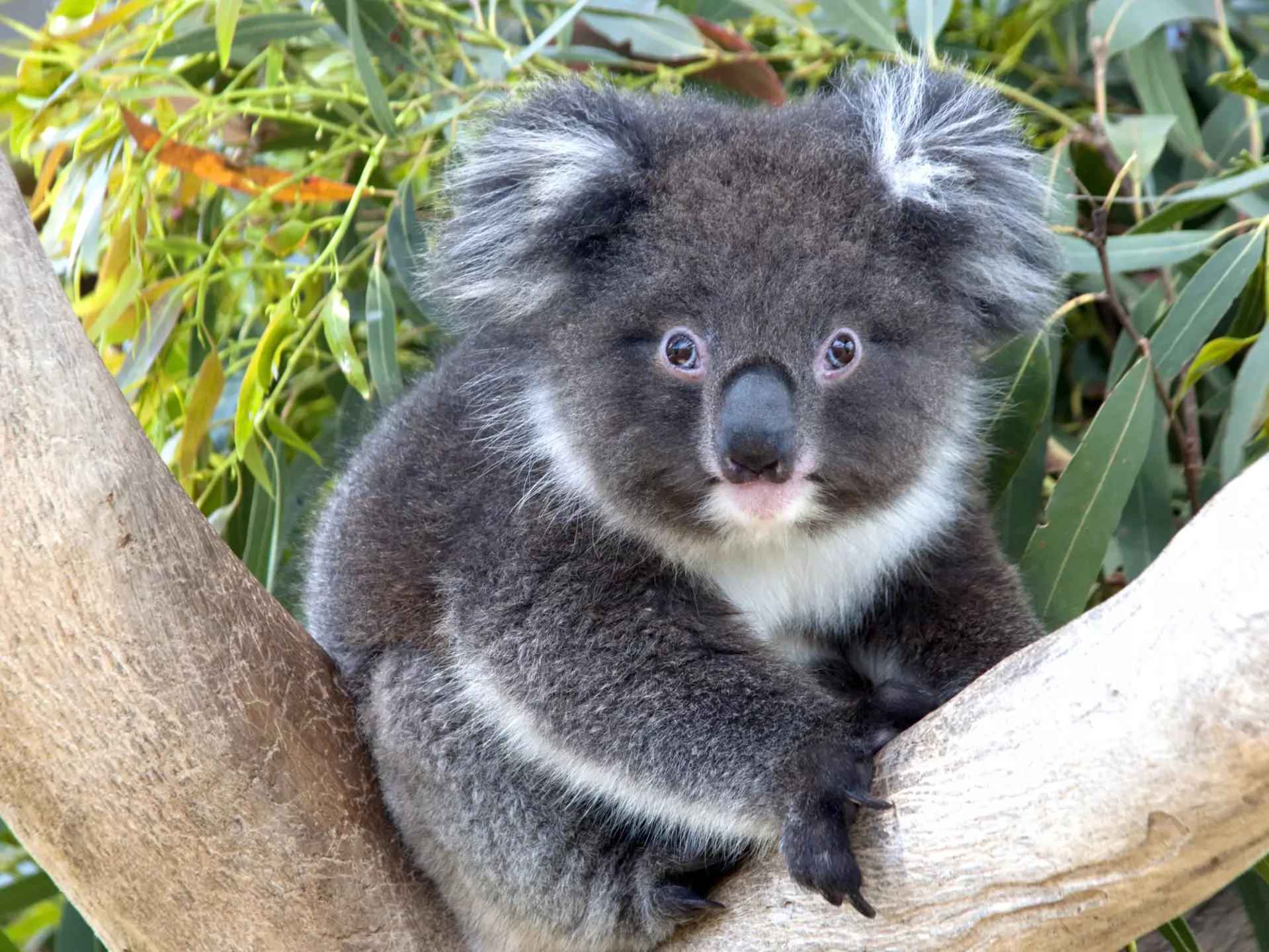 Lonely Planet Traveller Magazine, Issue 15, Australia's Great Ocean Road, Perfect trip
Koala sitting in tree at Cape Otway Centre of Conservation Ecology.