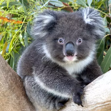 Lonely Planet Traveller Magazine, Issue 15, Australia's Great Ocean Road, Perfect trip
Koala sitting in tree at Cape Otway Centre of Conservation Ecology.