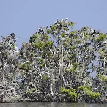 Flocks of nesting pelicans, comorants, and herons crowd the canopies of submered trees at Prek Toal Bird Sanctuary on Tongle Sap lake.