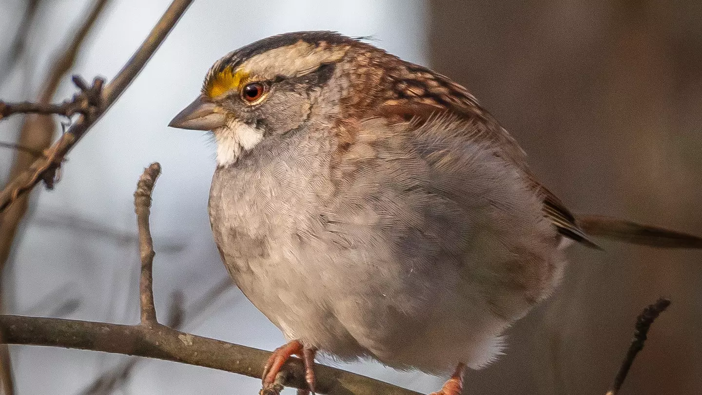 A white-throated sparrow wearing a geolocator