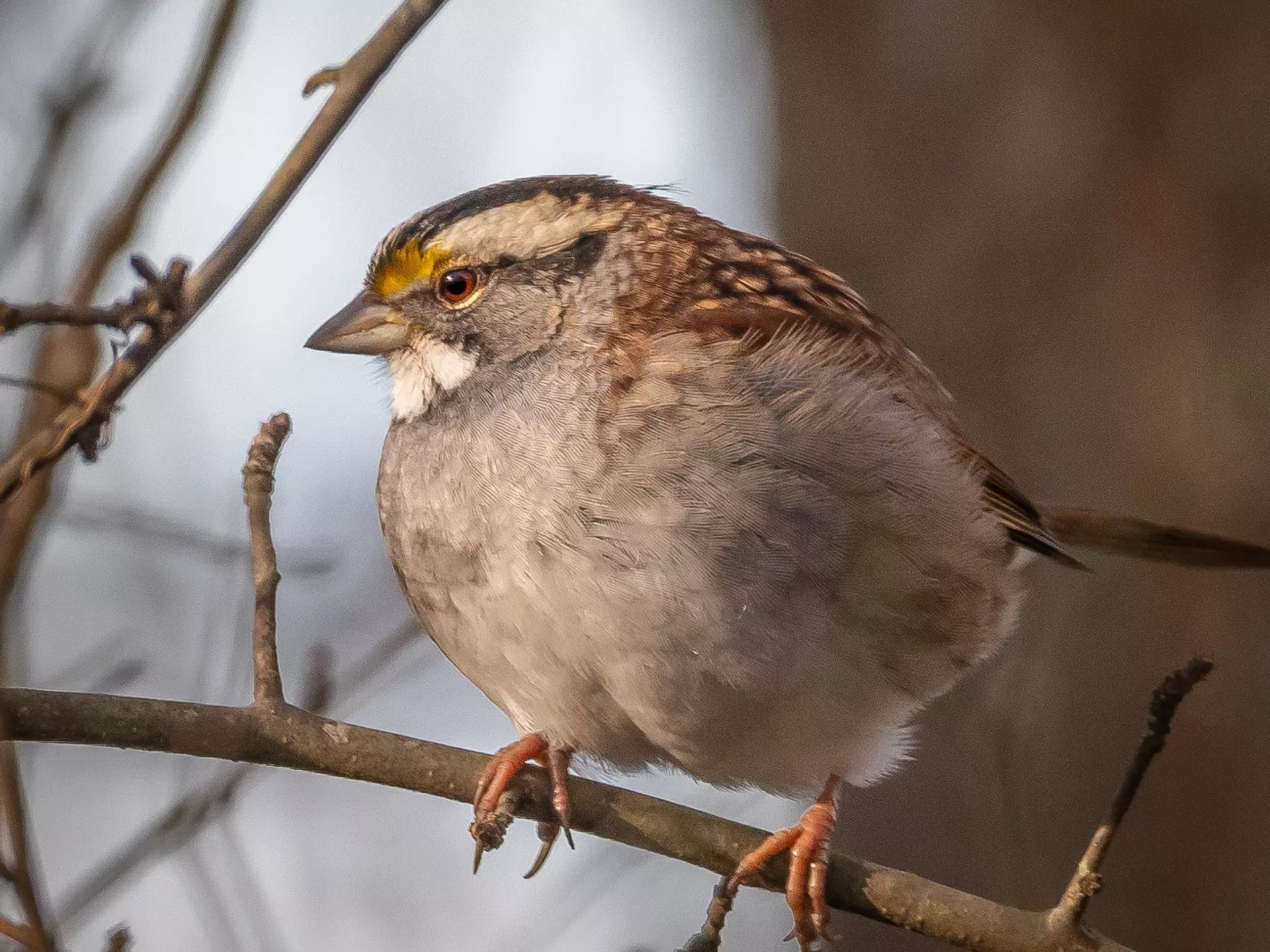 A white-throated sparrow wearing a geolocator
