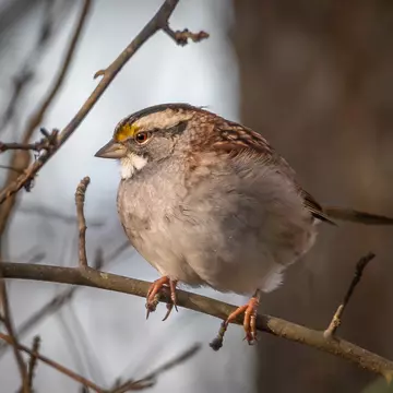 A white-throated sparrow wearing a geolocator