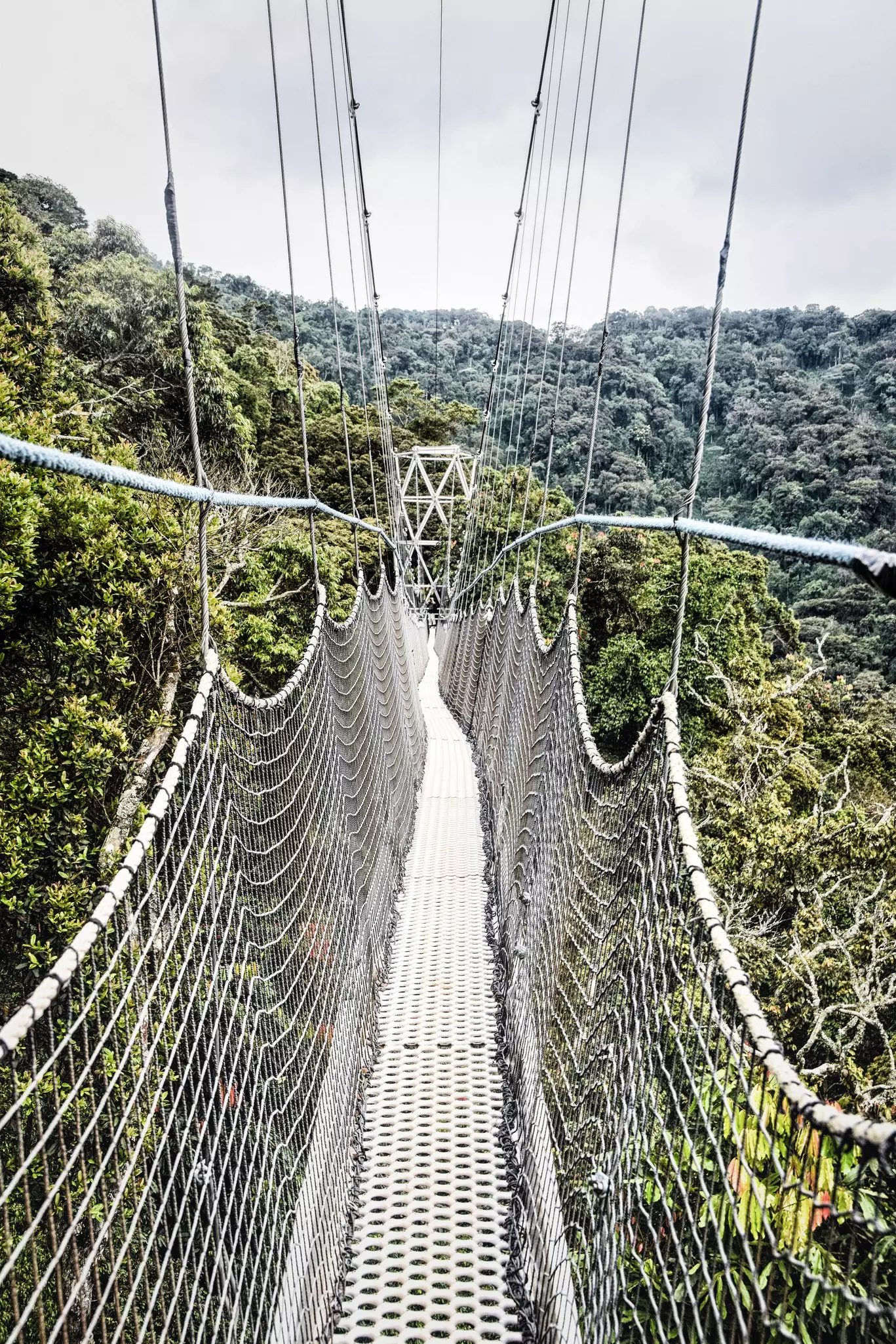 Nyungwe Canopy Walk, Nyungwe Forest National Park, Rwanda  
