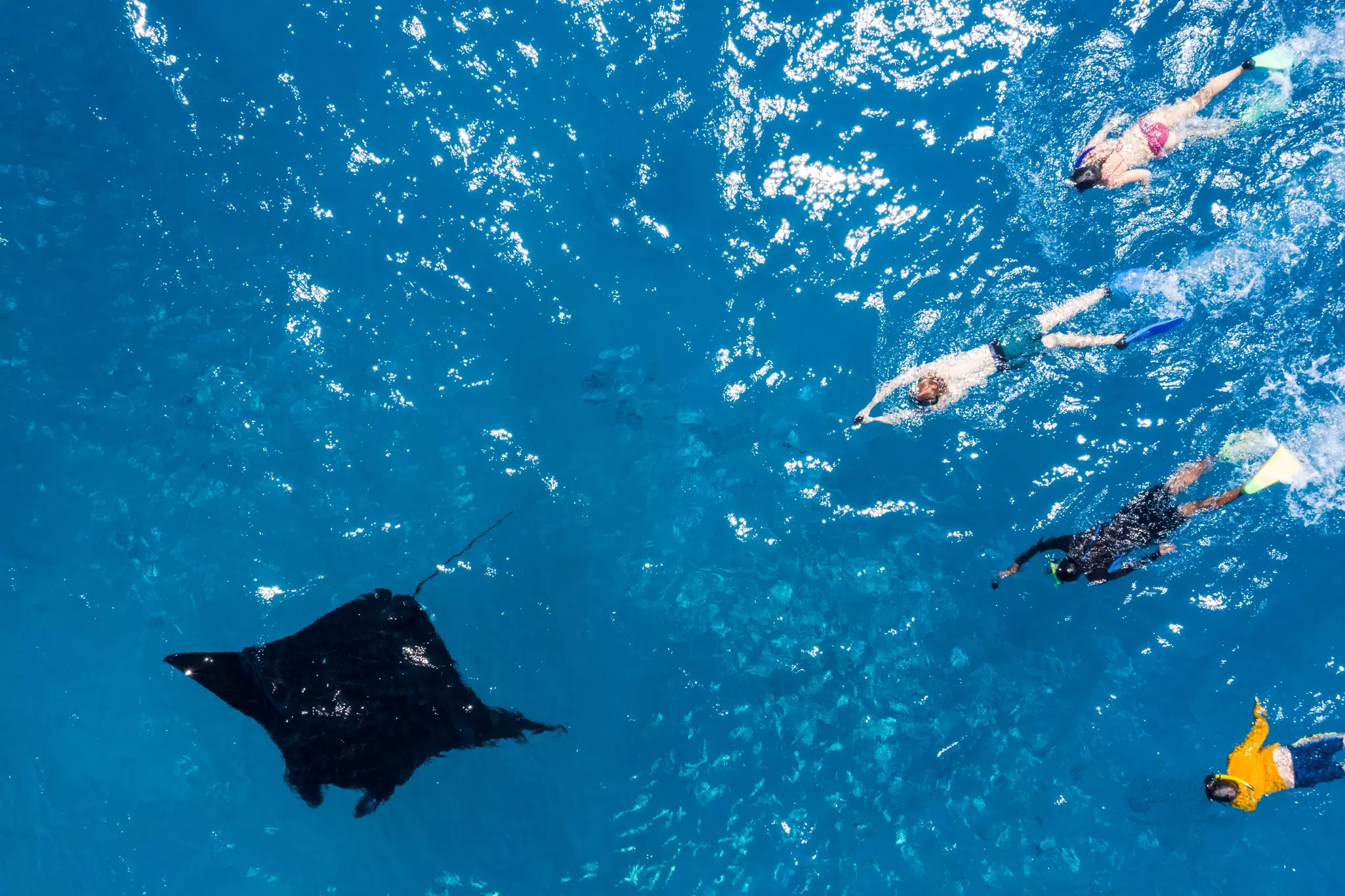 Fiji-Diving_manta-rays.jpg