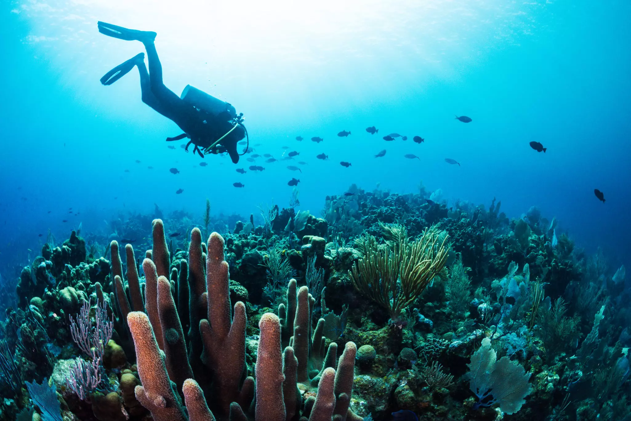 A scuba diver floats above varied corals