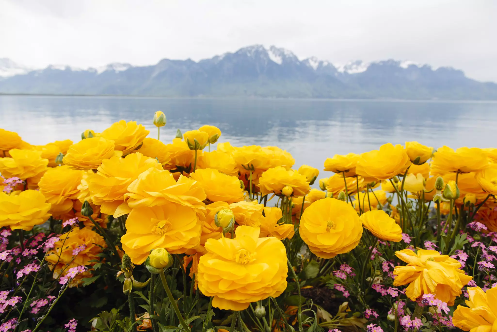 Marvel in the beauty of spring at Lake Geneva © Alexander Spatari / Getty Images