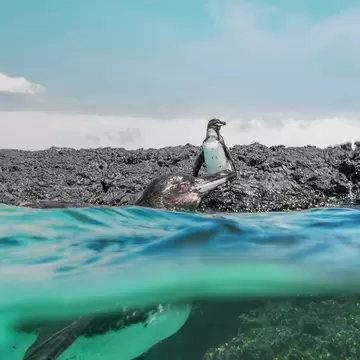 A penguin stands on a rocky shore as another swims by in the water in the Galápagos.