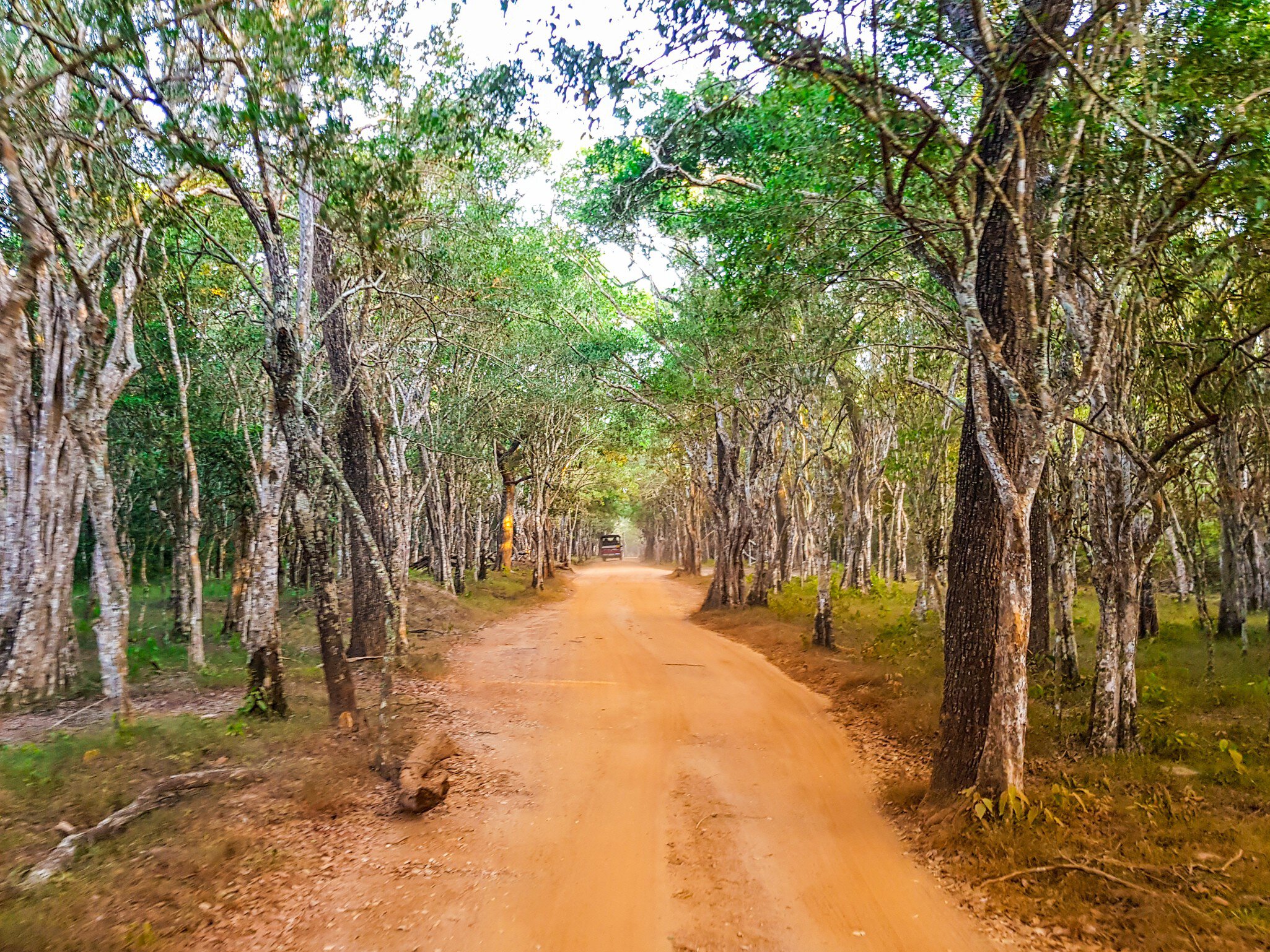 Safari in Wilpattu National Park, Sri Lanka