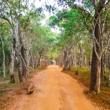 Safari in Wilpattu National Park, Sri Lanka