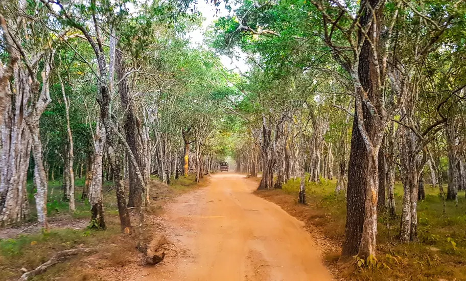 Safari in Wilpattu National Park, Sri Lanka