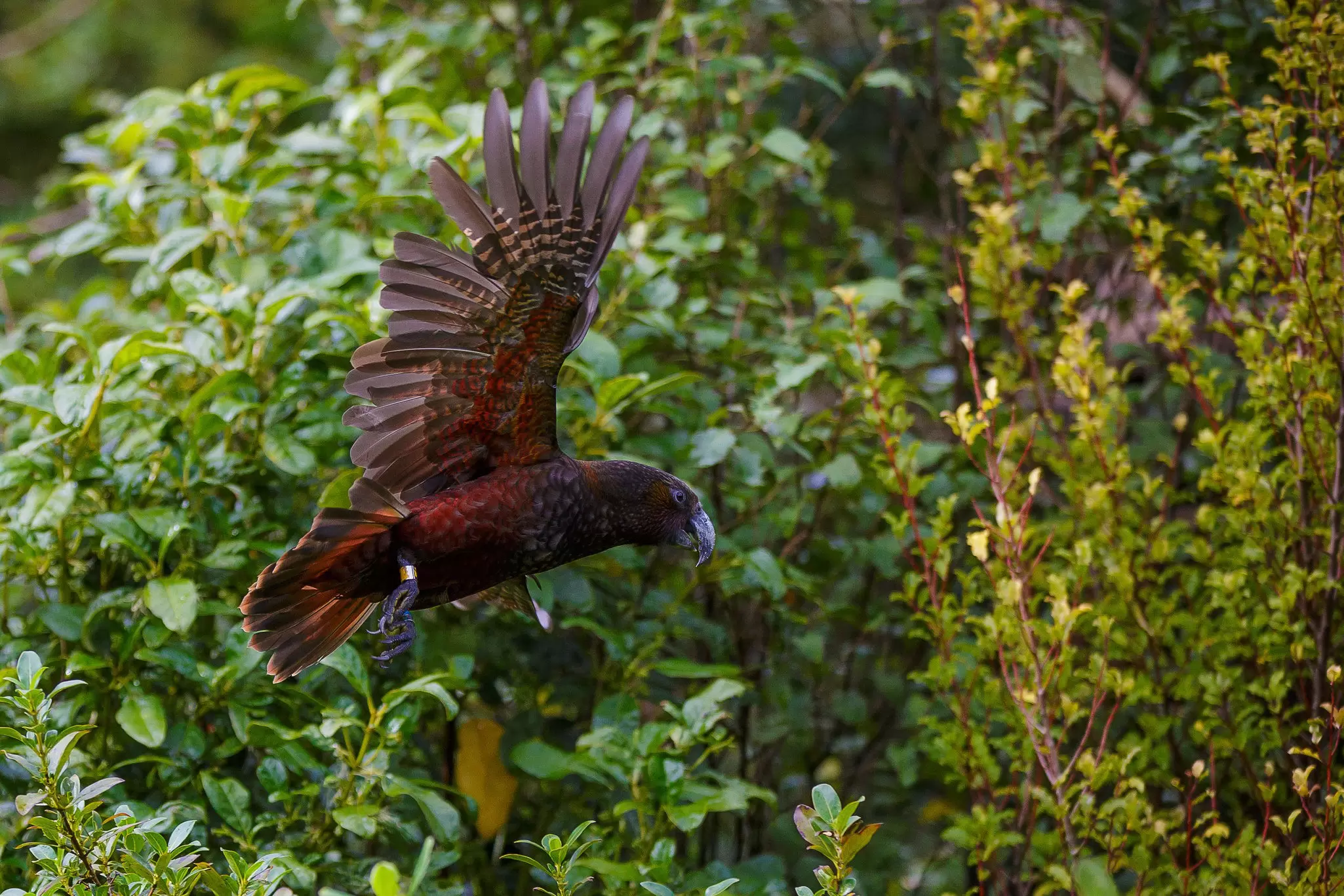 View of the rare New Zealand kākā species mid-flight at the Zealandia ecosanctuary.