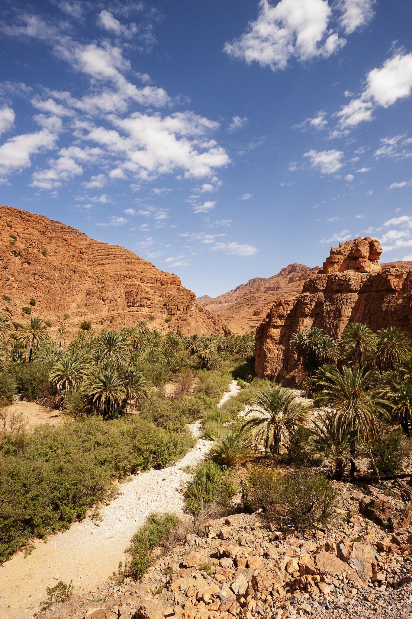 Date palms in Ait Mansour Gorge.