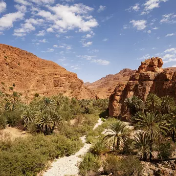 Date palms in Ait Mansour Gorge.