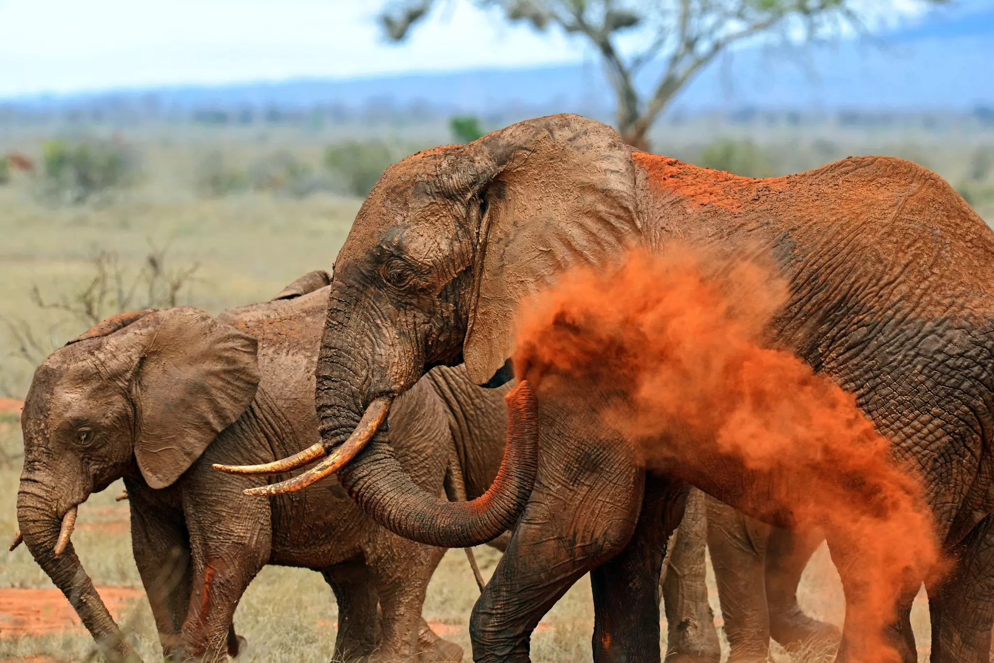 Elephants cover themselves in red dust at Tsavo East National Park in Kenya.