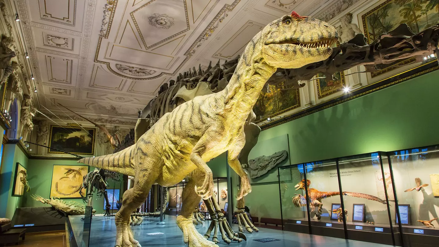 The collection at Vienna's Natural History Museum is intimidatingly large. Sylvain Sonnet / Getty Images