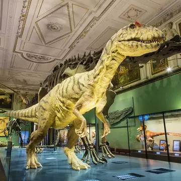 The collection at Vienna's Natural History Museum is intimidatingly large. Sylvain Sonnet / Getty Images