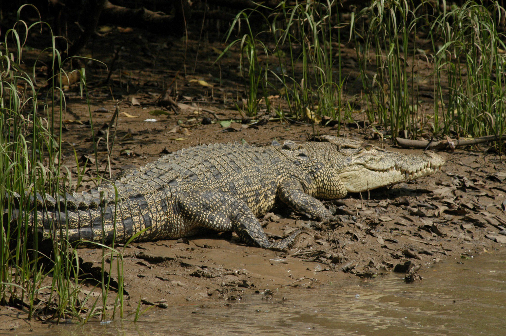 Large saltwater crocodile basking on an estuarine mudbank, Bhitarkanika National Park.
