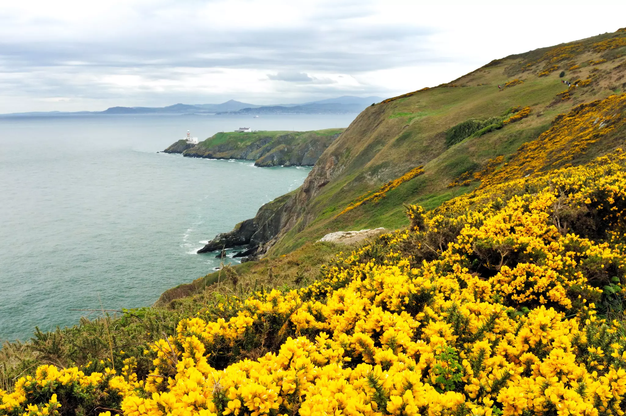 Yellow flowers on a grassy hillside overlooking the ocean, with a lighthouse in the distance.
