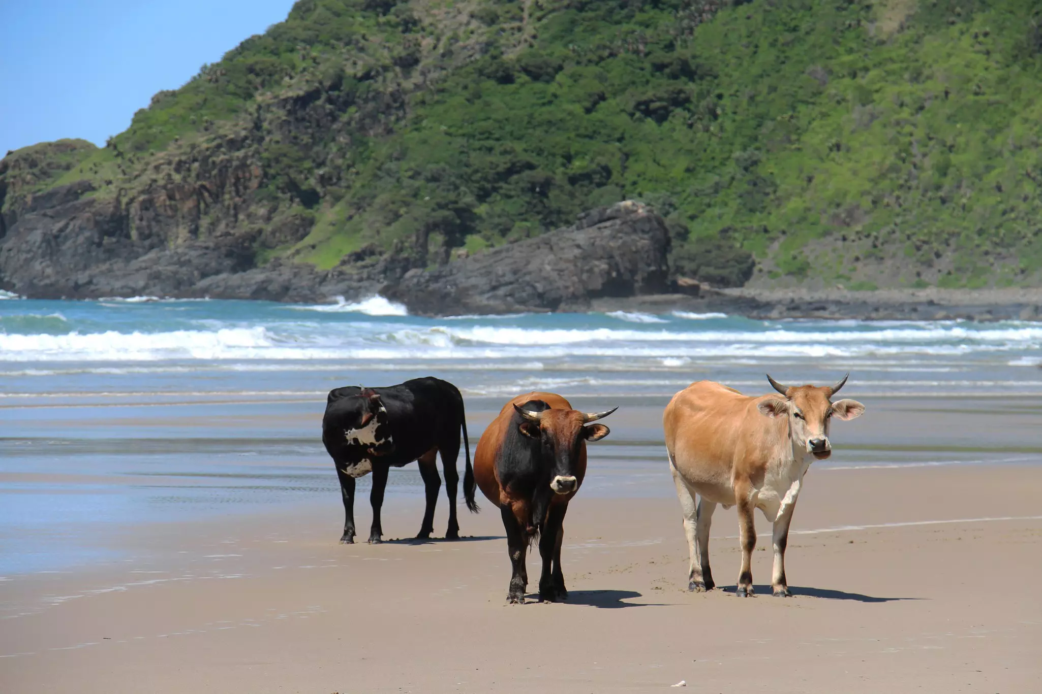 Three brown cows on the sandy Second Beach in South Africa