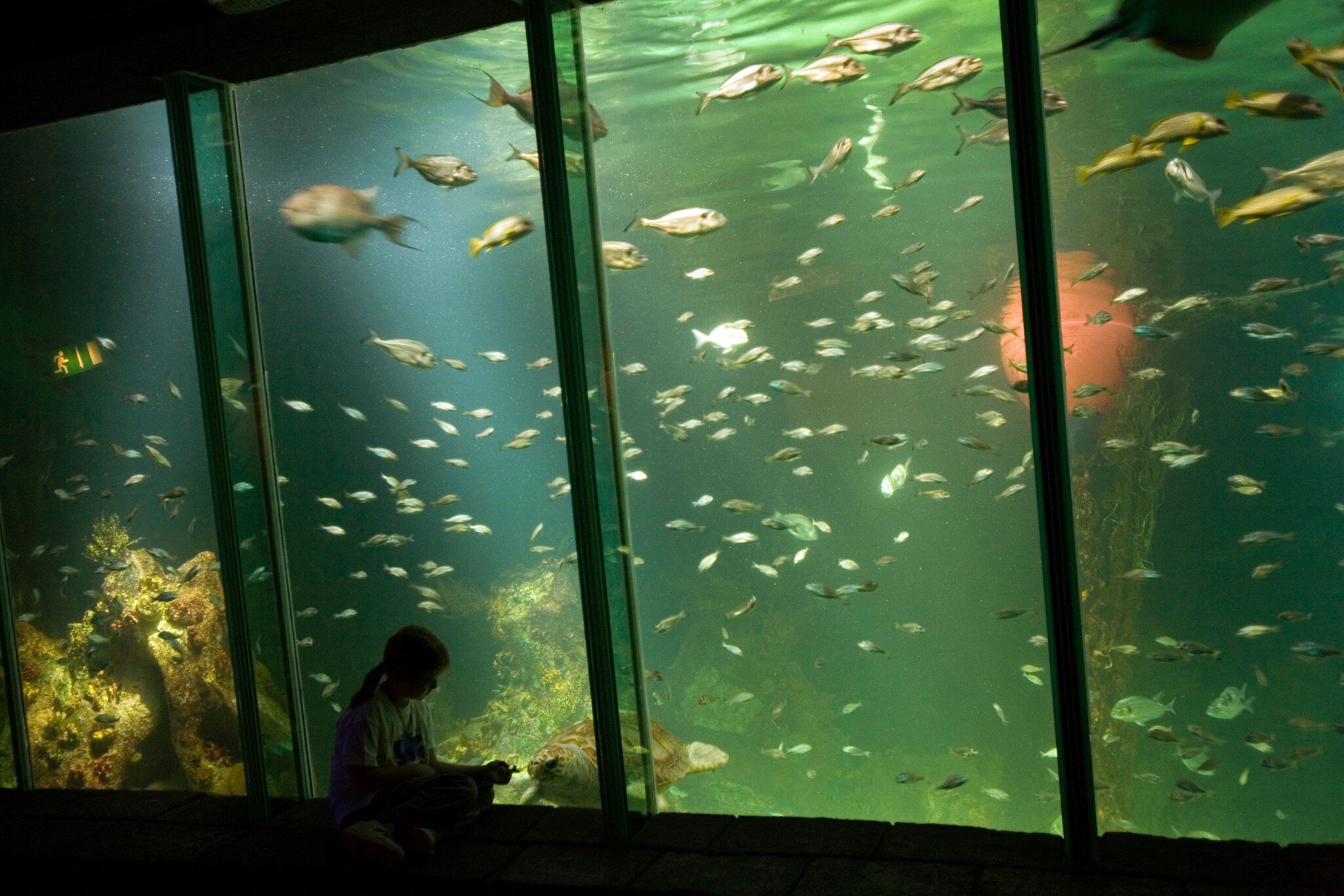 Young child watching Molly the turtle in Dingle Oceanworld Aquarium. County Kerry, Ireland. Silhouette of girl against tank of fish. 