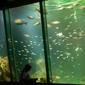 Young child watching Molly the turtle in Dingle Oceanworld Aquarium. County Kerry, Ireland. Silhouette of girl against tank of fish. 