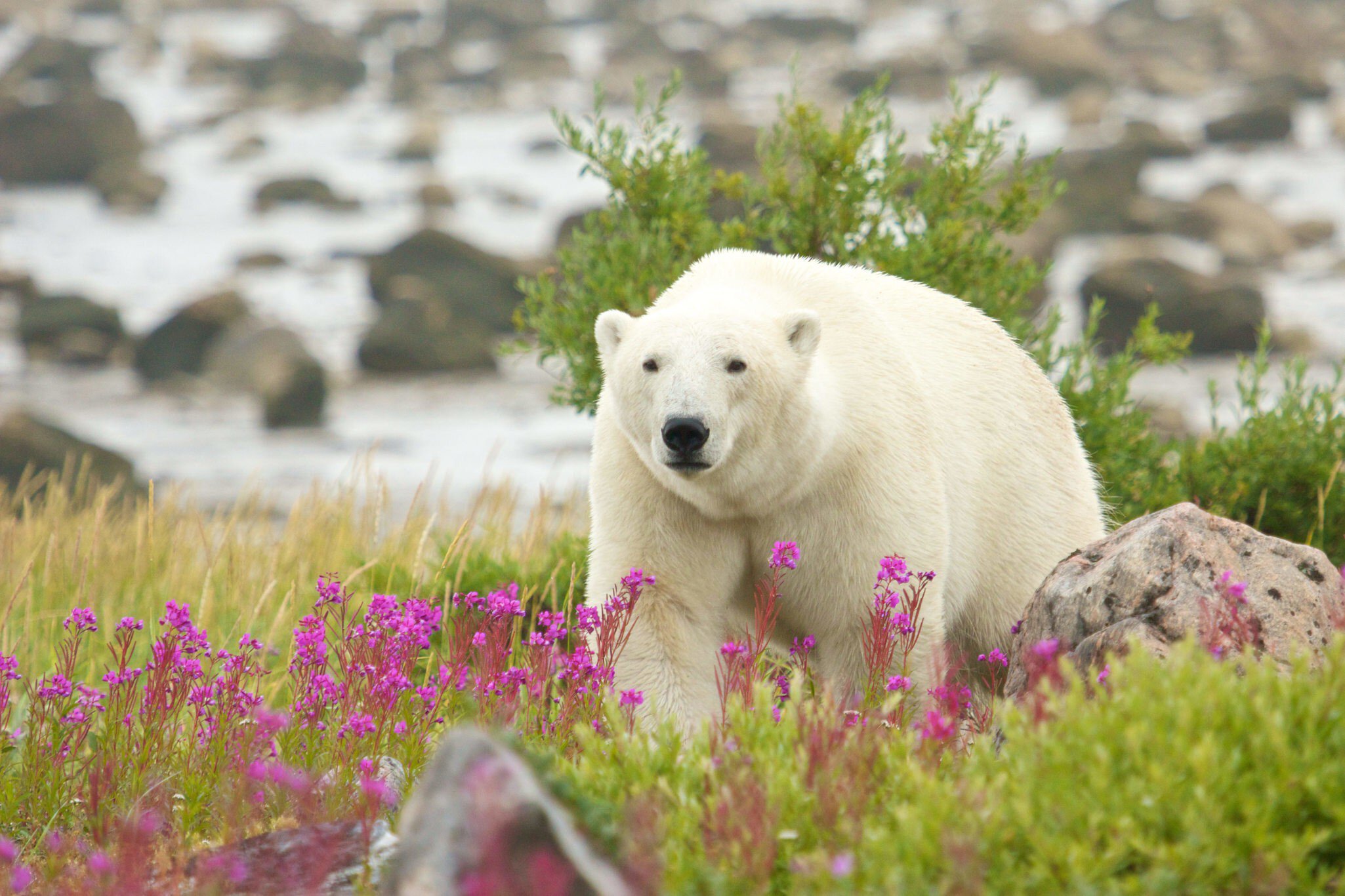 Canadian Polar Bear walking in the colorful arctic tundra of the Hudson Bay near Churchill, Manitoba, in summer.