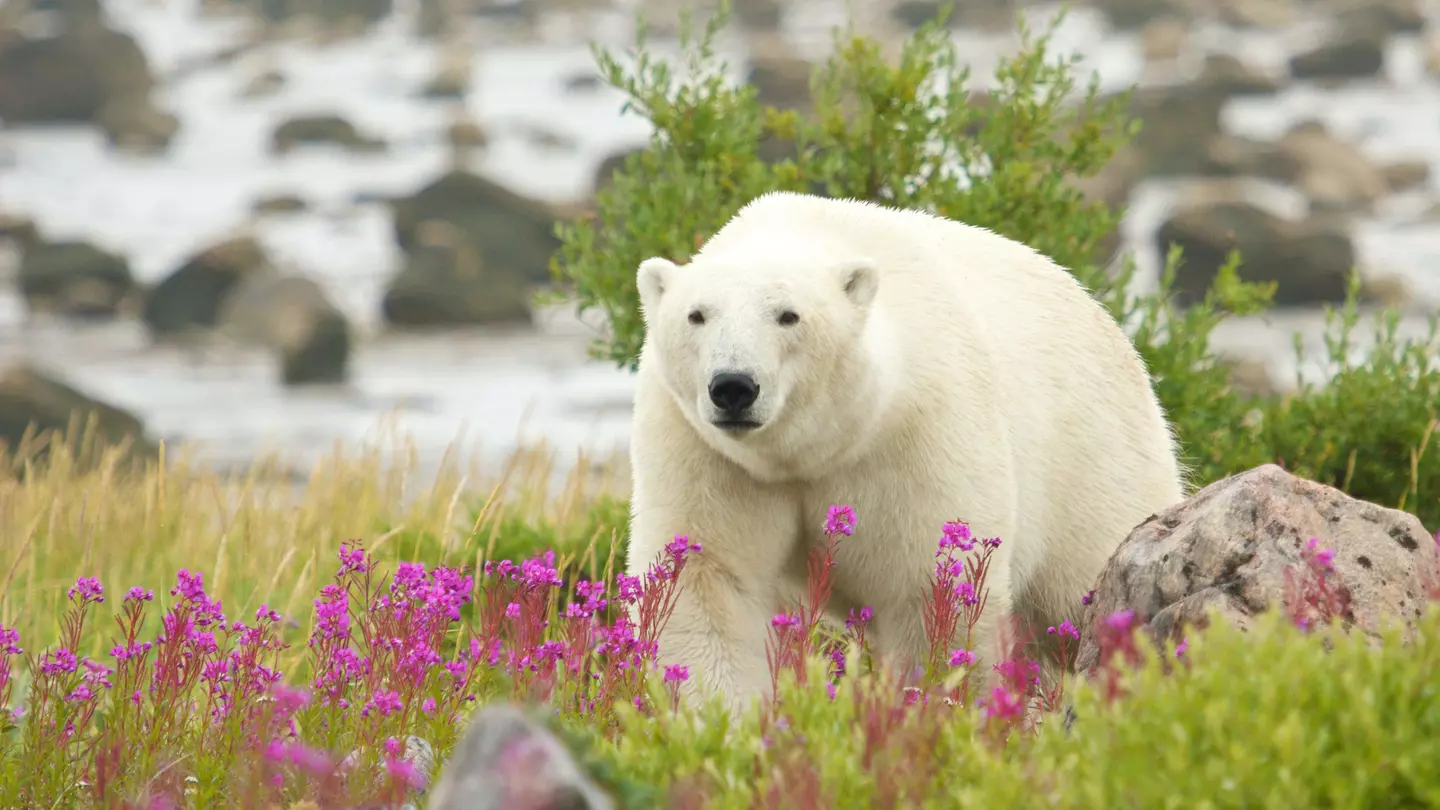 Canadian Polar Bear walking in the colorful arctic tundra of the Hudson Bay near Churchill, Manitoba, in summer.