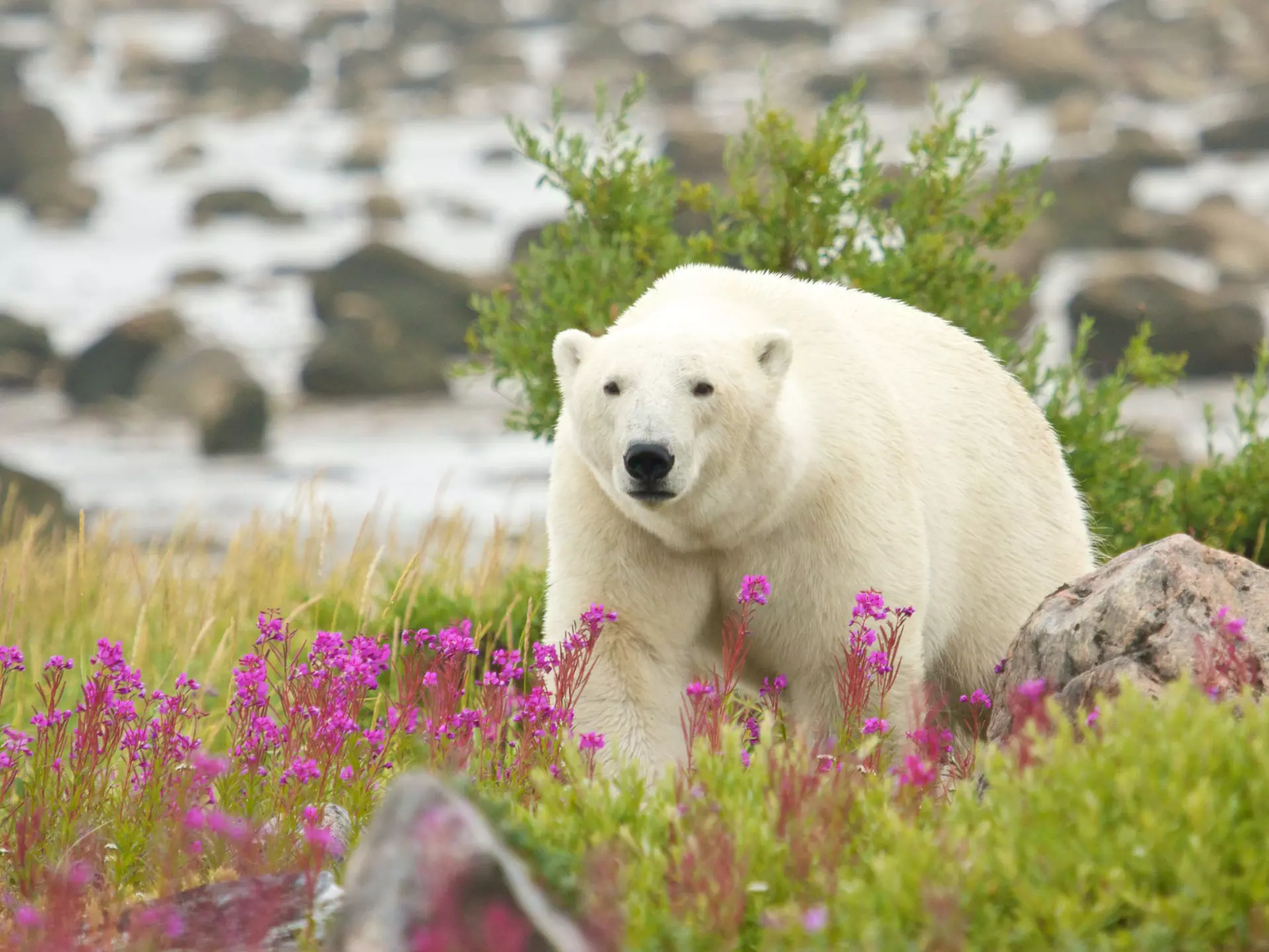 Canadian Polar Bear walking in the colorful arctic tundra of the Hudson Bay near Churchill, Manitoba, in summer.